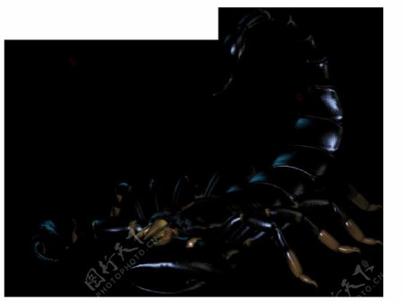 毒蝎子免抠png透明图层素材