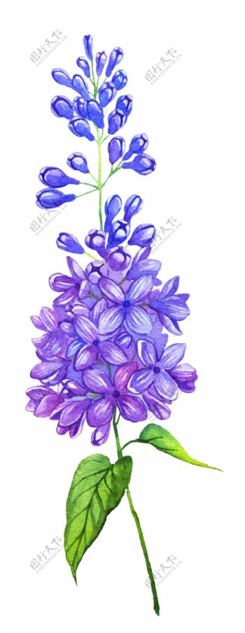 紫色花束矢量素材