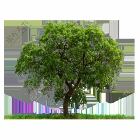 夏季茂盛绿树png元素素材
