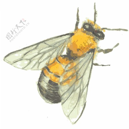 黄色蜜蜂透明素材