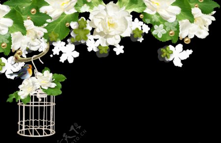 现代清新风格白色花卉png透明素材