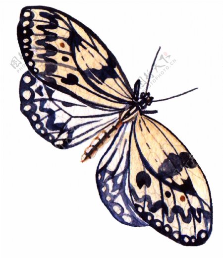 黄翅蝴蝶卡通透明素材