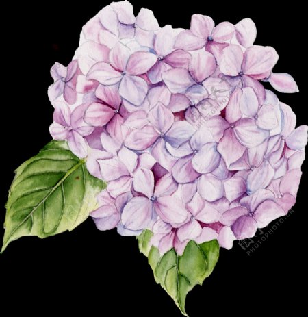 紫肉花瓣卡通透明素材