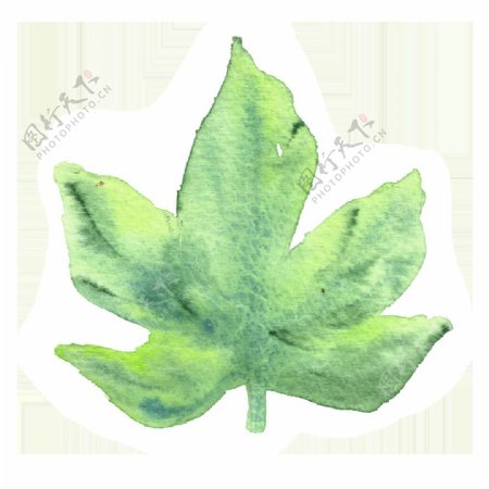 绿色枫叶卡通水彩透明素材