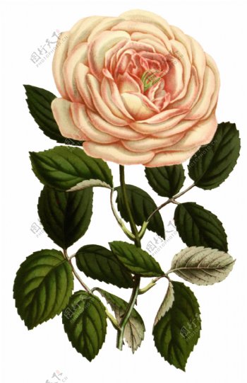 粉边玫瑰卡通透明素材