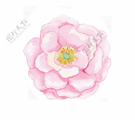 立体粉色花卉卡通透明素材