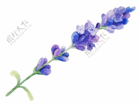 彩紫花束卡通透明素材