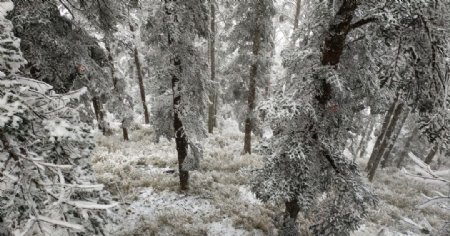 西岭雪山