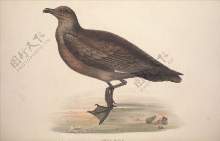 欧洲手绘鸟类生物图