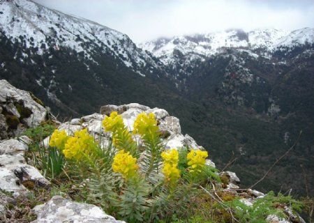悬崖边的鲜花