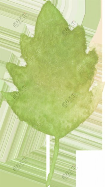 绿色枫叶透明装饰素材