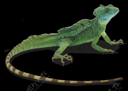 绿色长尾巴的蜥蜴免抠png透明素材