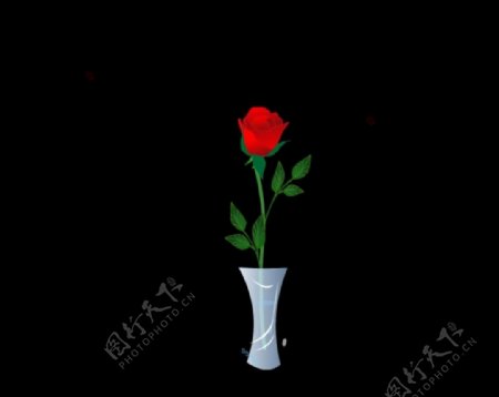 花瓶红玫瑰