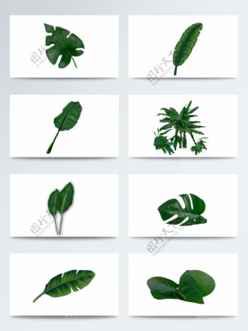 墨绿色植物芭蕉叶PNG元素