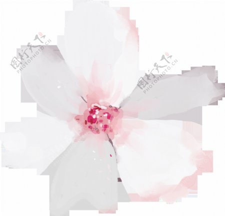手绘半透明花卉PNG透明素材