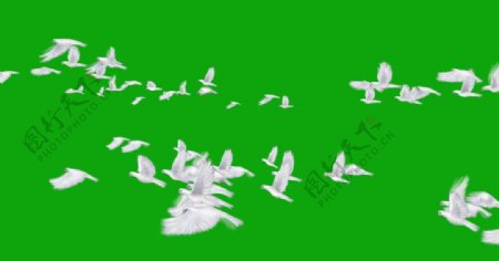 天安门鸽子群飞过绿屏抠像