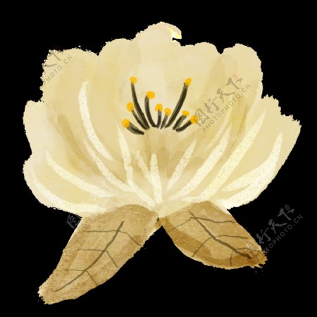 手绘古典唯美花朵PNG透明素材