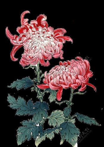 魅力深粉色花朵手绘菊花装饰元素