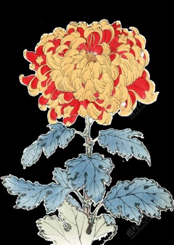 清新大红手绘菊花装饰元素