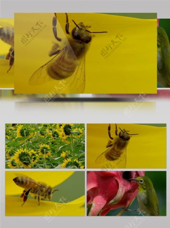 实拍蜜蜂踩花粉高清视频素材