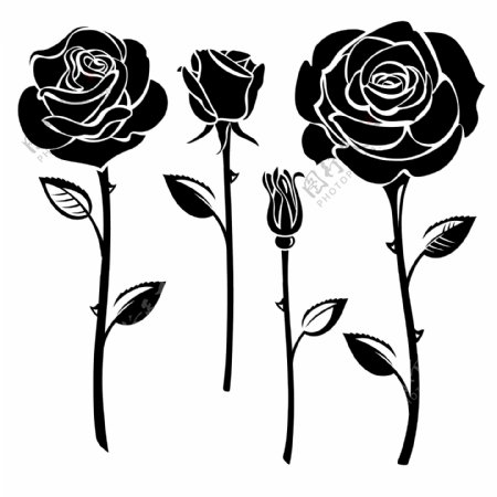 黑白时尚玫瑰花插画