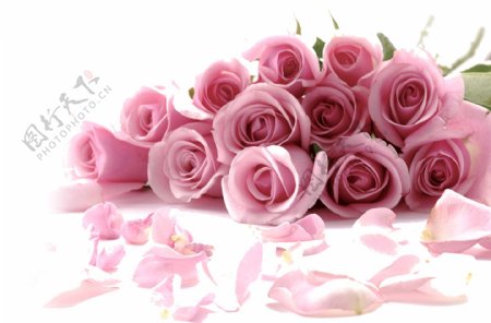 粉色玫瑰花朵情人节元素设计