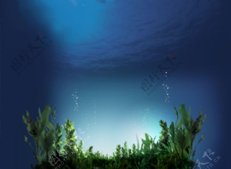 深海海藻
