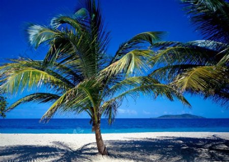 海滩椰子树