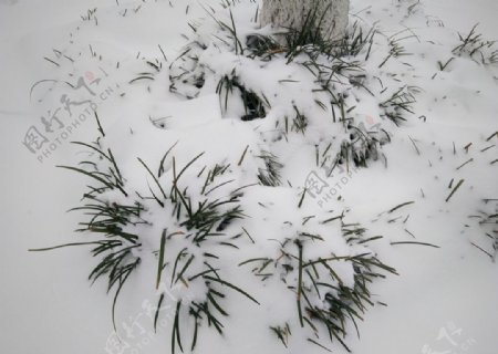 雪中草