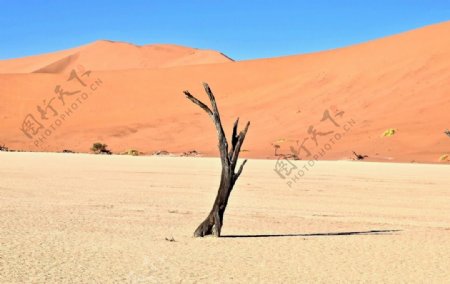 沙漠里的枯树