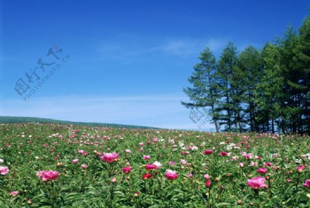 一片花海