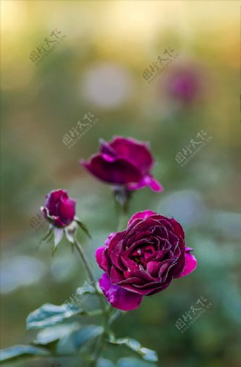 紫玫瑰花