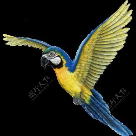 色彩艳丽蓝色鸟背装饰元素