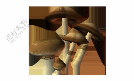 蘑菇实景png元素