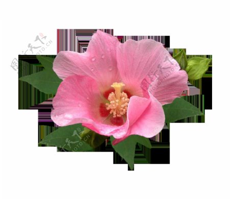 粉色海棠花实景图png元素