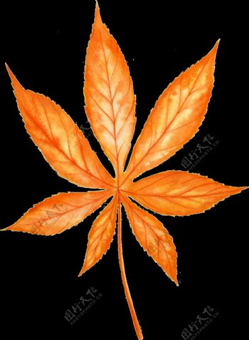 一片橙色的树叶矢量素材