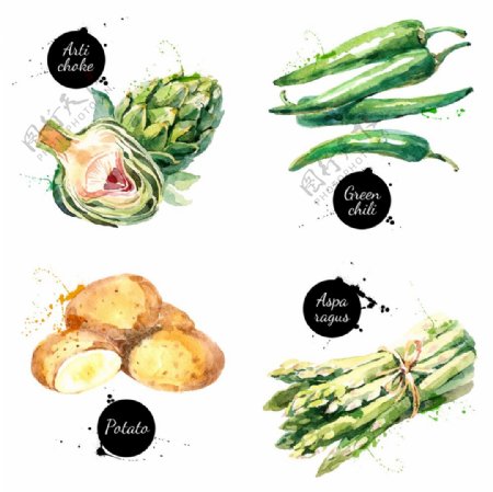 水彩绘四款蔬菜插画