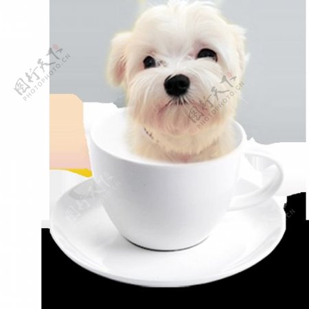 可爱浅色茶杯犬产品实物