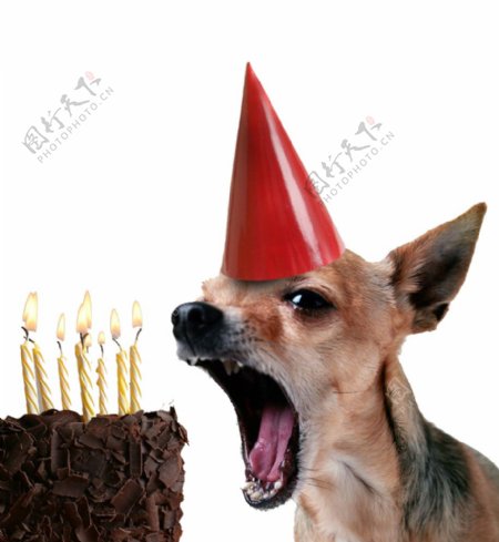 庆祝生日的宠物狗产品实物