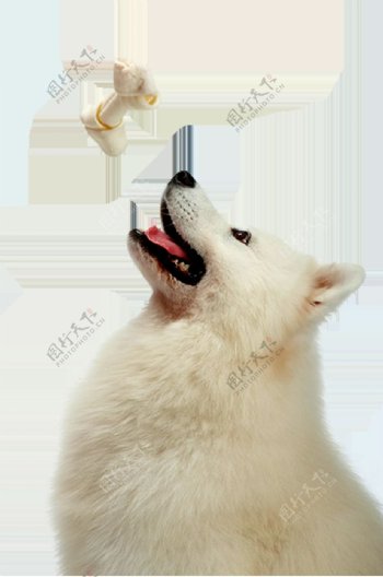 白色可爱萨摩耶宠物狗产品实物