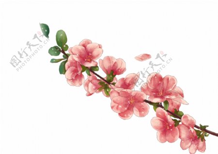 粉色的花枝png元素