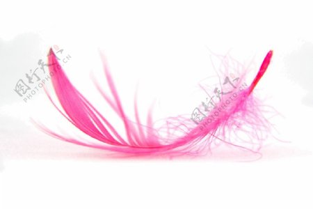 羽毛粉色手绘PNG元素