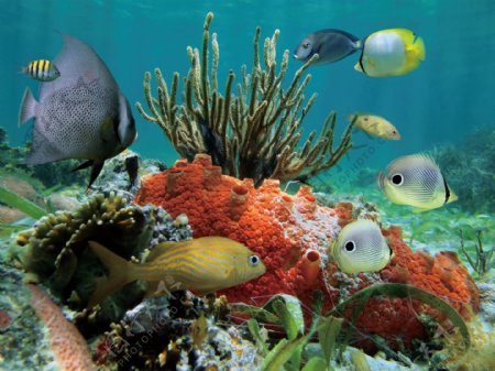 海洋生物海底世界