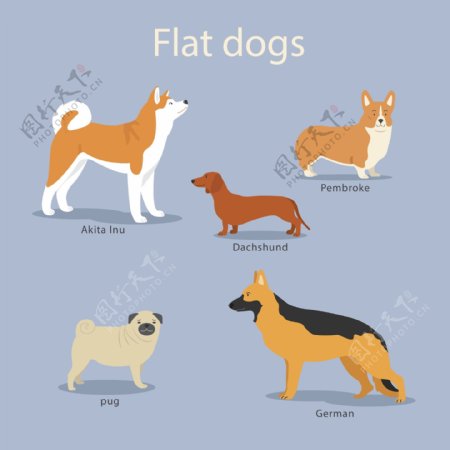 各种不同扁平的狗素材