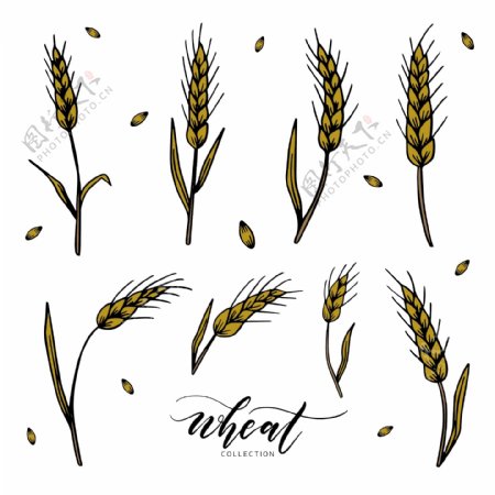 8款成熟的小麦合集设计