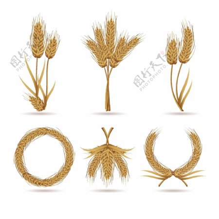 6种不同造型的小麦矢量插画元素