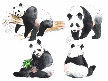 手绘卡通可爱的大熊猫插画