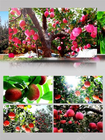 农业科技矮化苹果管理视频素材