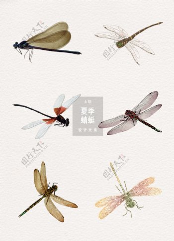 夏季蜻蜓装饰设计元素