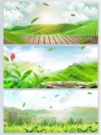 绿叶茶山茶园海报背景
